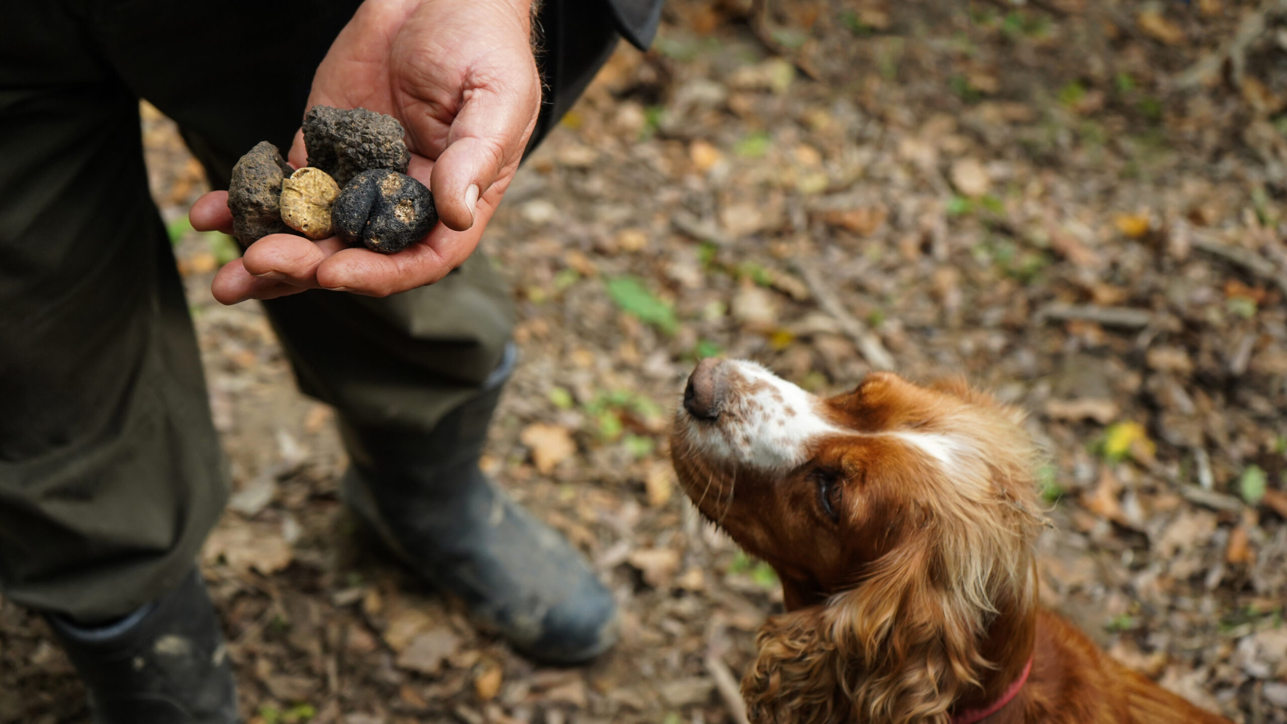 Cercatore di tartufi con cane